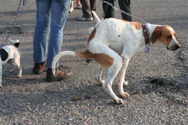 Big Ben moet ook nodig