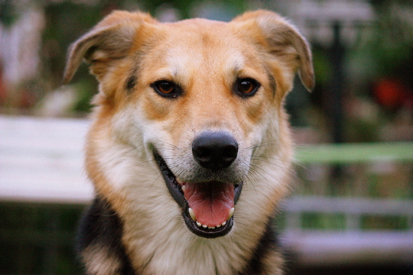Odi heeft altijd een pretkop :) 