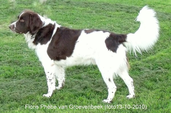 Drentsche Patrijshond