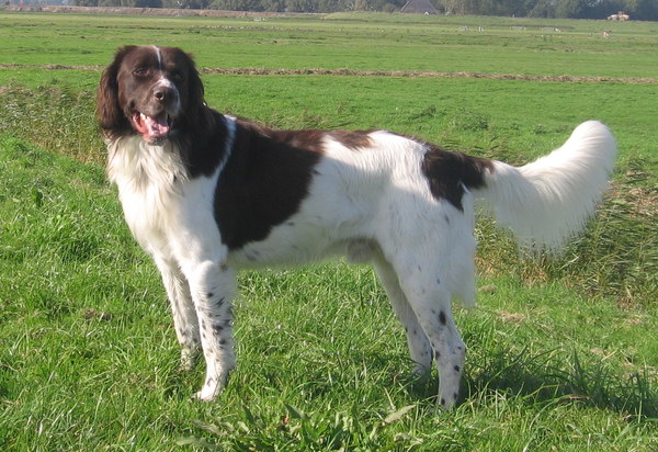 Drentsche Patrijshond