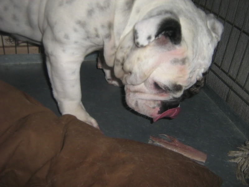 lekker zo'n glibber visje!