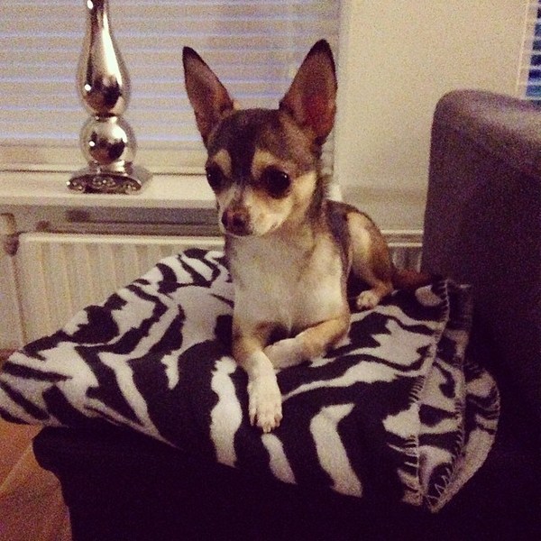 Mijn Prachtige Chihuahua (huskykleur)