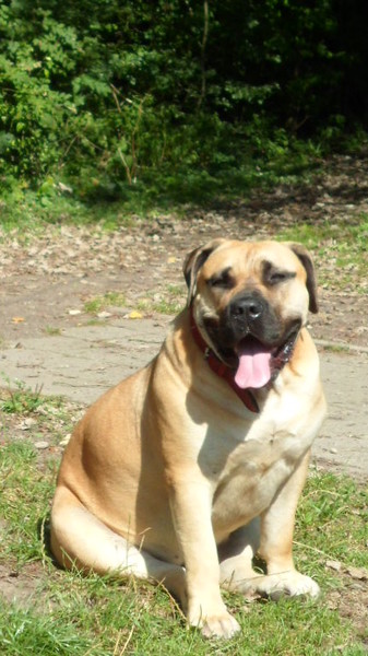 Boerboel