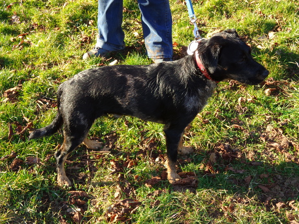 Catahoula Leopard Dog