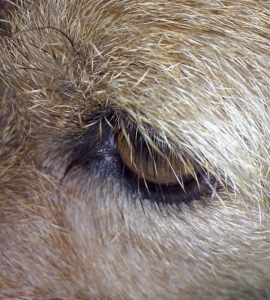 Jack Russell Terrier