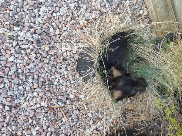 Dashond Standaard, ruwhaar