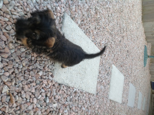 Dashond Standaard, ruwhaar