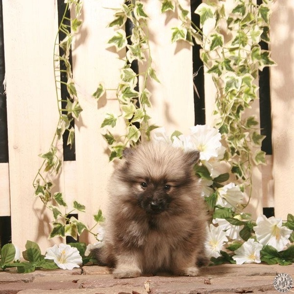 nestgenoten Kasterlee Wolfskees