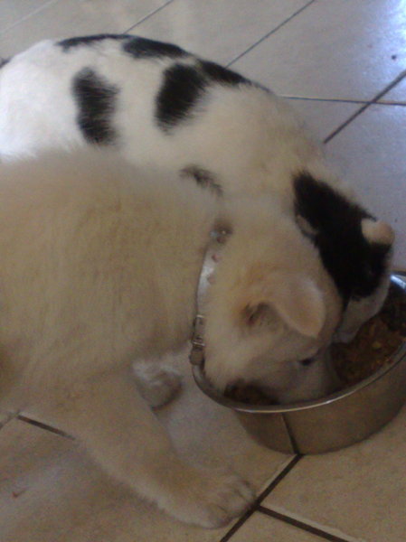 samen met de kat eten