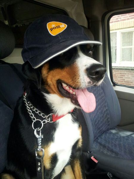 Appenzeller Sennenhond