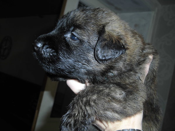kennel van jacemo