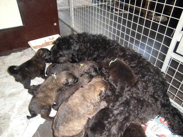 kennel van jacemo