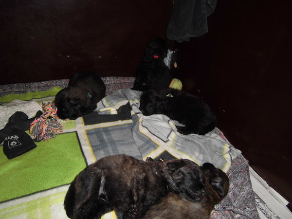 kennel van jacemo