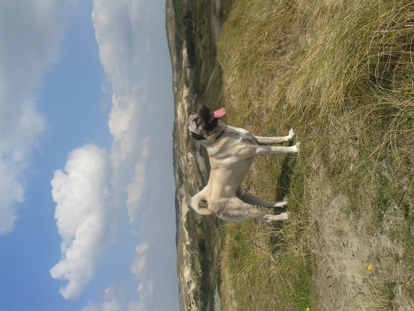 Kangal