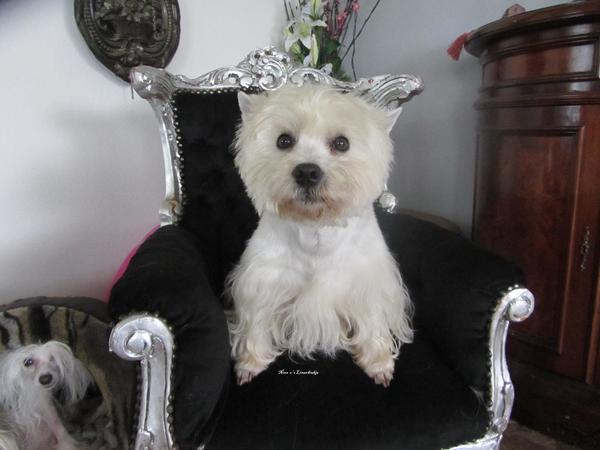 West Highland White Terrier