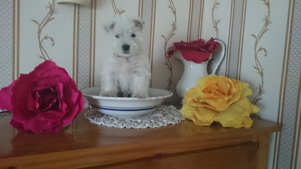 West Highland White Terrier