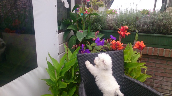 West Highland White Terrier