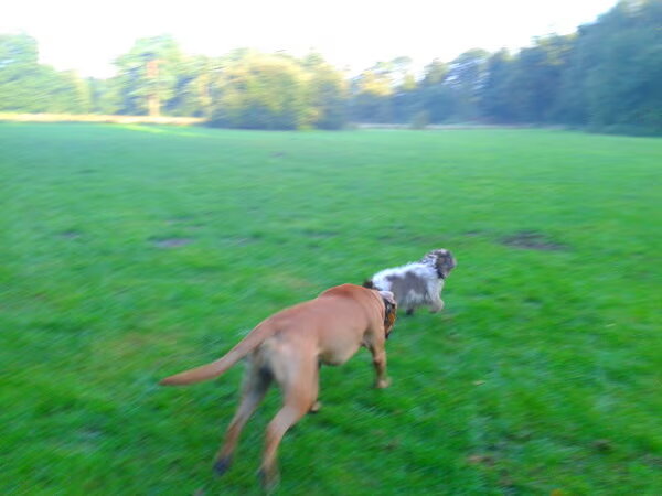 Losloopveldje het Hulsbeek