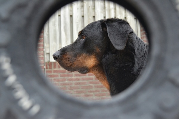 Beauceron