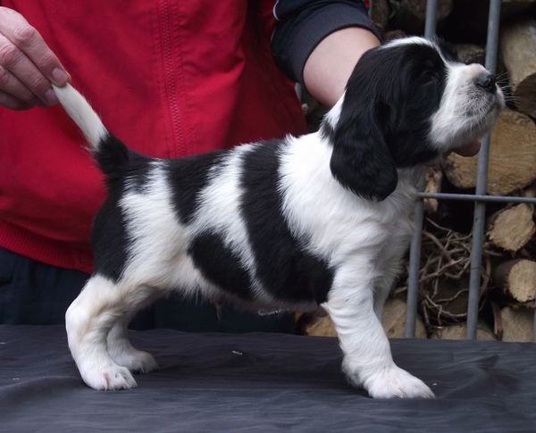 Hexental Engelse Springer Spaniels