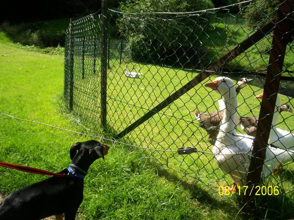 ganzen+1niewschierige hond=deze foto