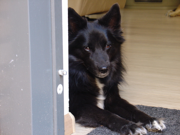 IJslandse Hond
