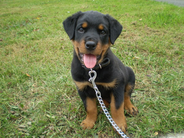 Rottweiler Fiero
