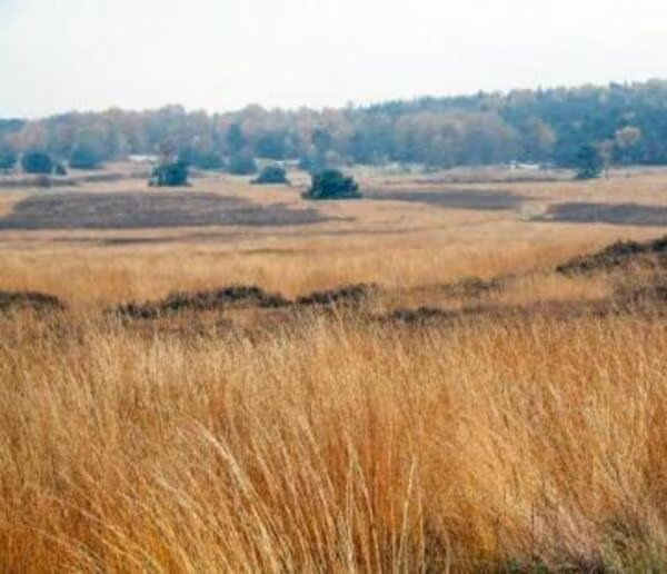 Rozendaalse Veld