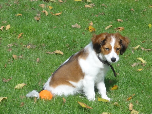Kooikerhondje