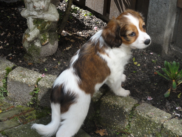 Kooikerhondje