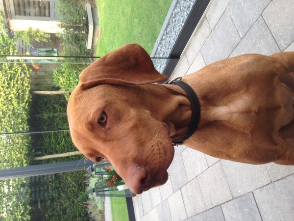 Vizsla (Hongaarse staande hond)
