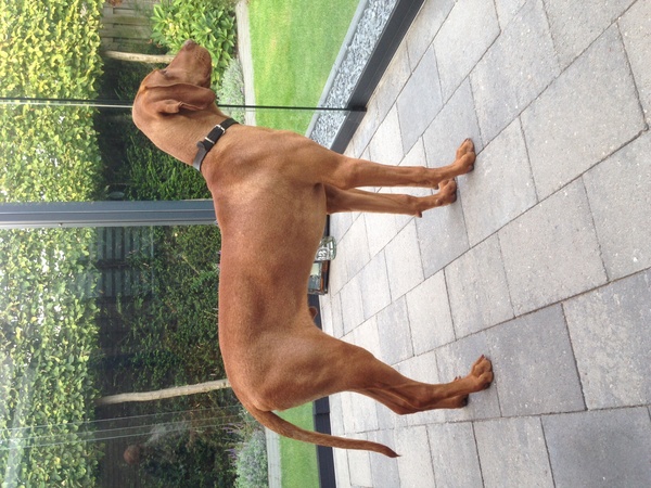Vizsla (Hongaarse staande hond)