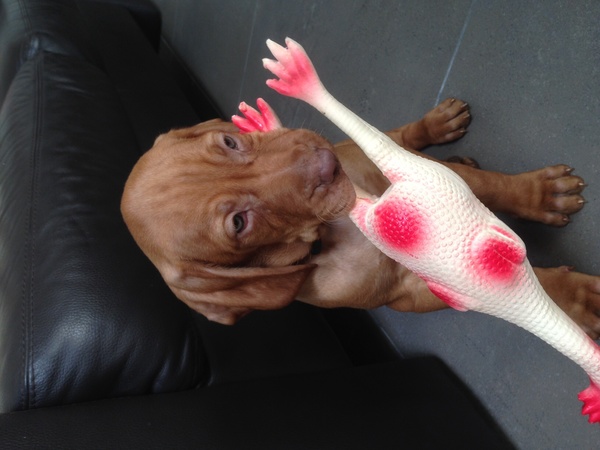 Vizsla (Hongaarse staande hond)