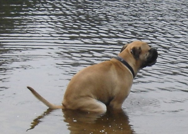 Zhiva poept alleen waar geen mensen lopen