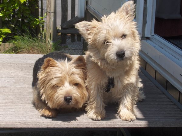 Norwich Terrier