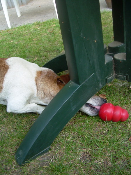Spikey en kong onder de tuintafel!