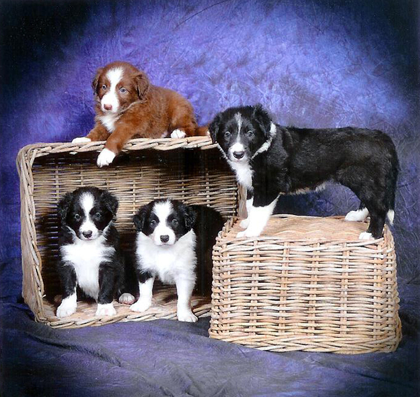 nestje pups bij de fotograaf