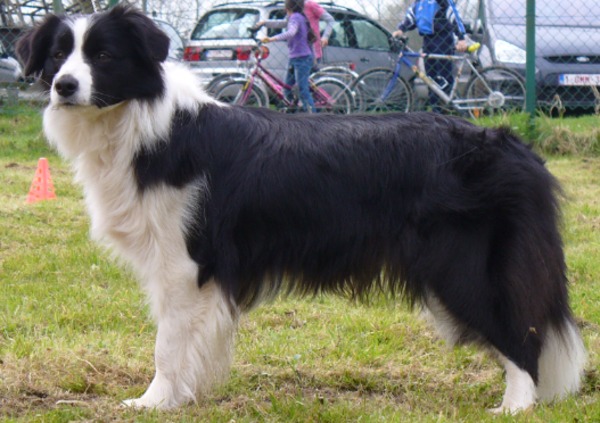 aces legacy border collie