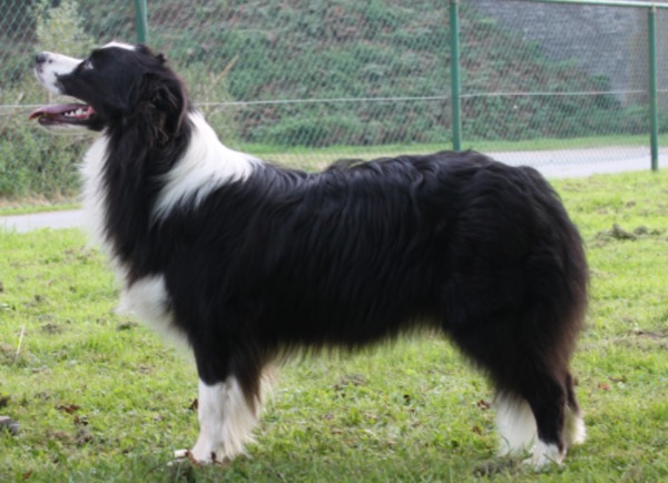 aces legacy border collie