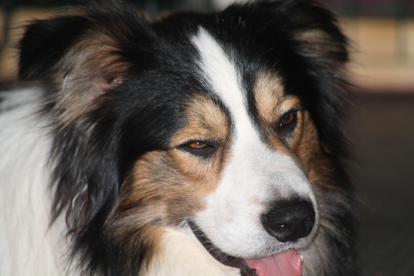 aces legacy border collie