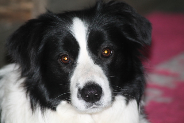 aces legacy border collie