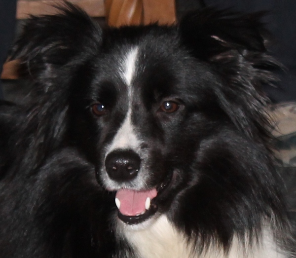 aces legacy border collie