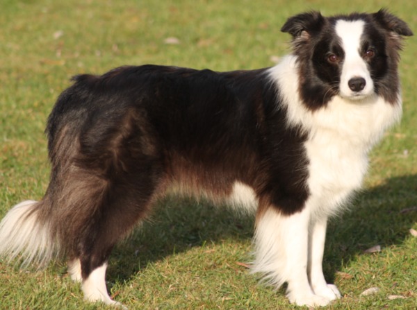 aces legacy border collie