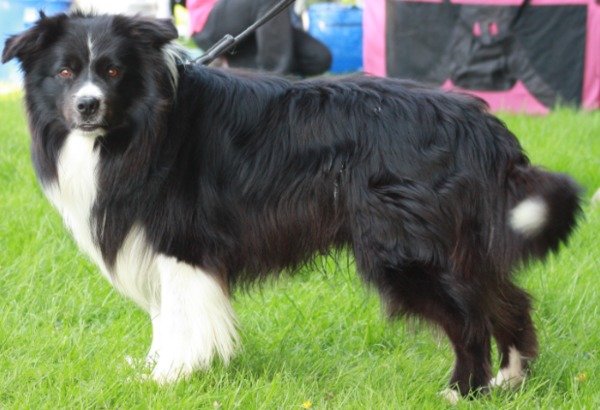 aces legacy border collie