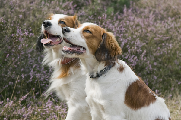 Kooikerhondje