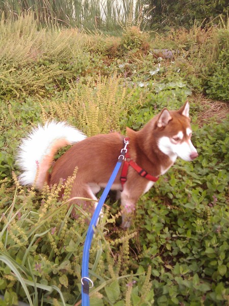 diego in de bosjes