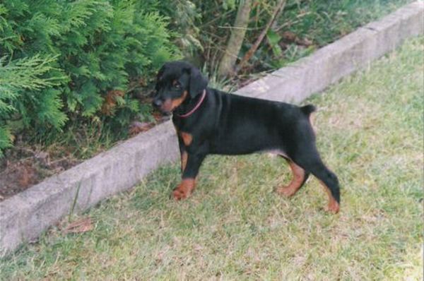 Dobermann