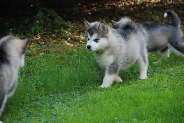 Alaskan Malamute