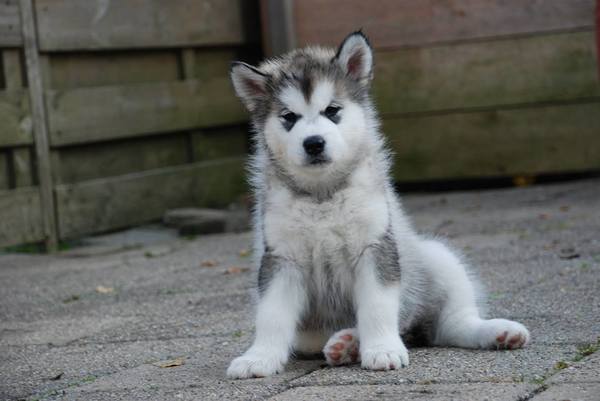 Alaskan Malamute