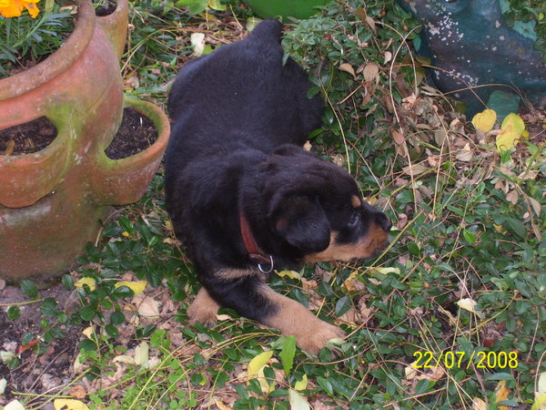 Rottweiler